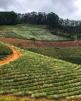 Plantação de café nas montanhas capixabas